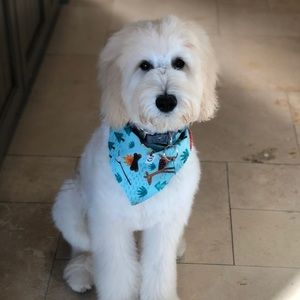 Meet your Posher, Dylan